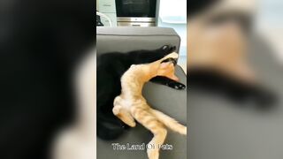 Funniest CAT and DOG Compilation Video - PART 1 ????????  - Don't Try To Hold Back Laughter ????