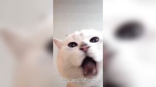 Funniest CAT and DOG Compilation Video - PART 1 ????????  - Don't Try To Hold Back Laughter ????