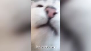 Funniest CAT and DOG Compilation Video - PART 1 ????????  - Don't Try To Hold Back Laughter ????