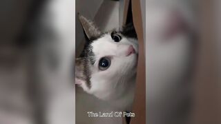 Funniest CAT and DOG Compilation Video - PART 1 ????????  - Don't Try To Hold Back Laughter ????