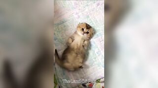 Funniest CAT and DOG Compilation Video - PART 1 ????????  - Don't Try To Hold Back Laughter ????