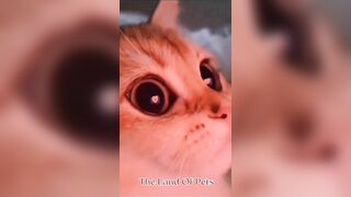 Funniest CAT and DOG Compilation Video - PART 1 ????????  - Don't Try To Hold Back Laughter ????