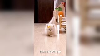 Funniest CAT and DOG Compilation Video - PART 1 ????????  - Don't Try To Hold Back Laughter ????