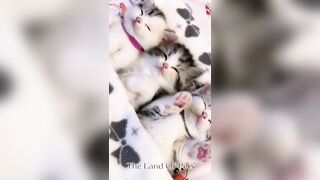 Funniest CAT and DOG Compilation Video - PART 1 ????????  - Don't Try To Hold Back Laughter ????