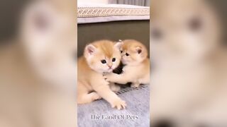 Funniest CAT and DOG Compilation Video - PART 1 ????????  - Don't Try To Hold Back Laughter ????