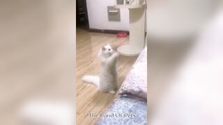 Funniest CAT and DOG Compilation Video - PART 1 ????????  - Don't Try To Hold Back Laughter ????