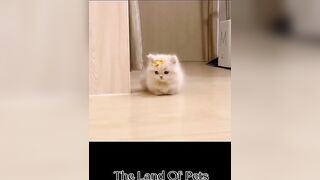 Funniest CAT and DOG Compilation Video - PART 1 ????????  - Don't Try To Hold Back Laughter ????