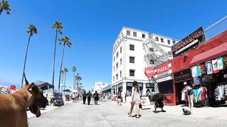 Cash 2.0 Great Dane meeting new people on the Venice Beach Boardwalk 37