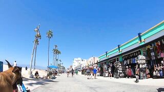 Cash 2.0 Great Dane meeting new people on the Venice Beach Boardwalk 37