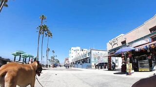 Cash 2.0 Great Dane meeting new people on the Venice Beach Boardwalk 37