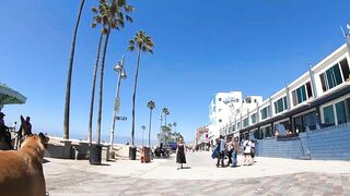 Cash 2.0 Great Dane meeting new people on the Venice Beach Boardwalk 37