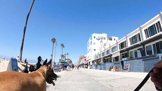 Cash 2.0 Great Dane meeting new people on the Venice Beach Boardwalk 37