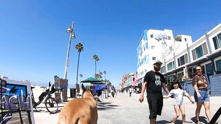 Cash 2.0 Great Dane meeting new people on the Venice Beach Boardwalk 37