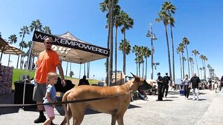 Cash 2.0 Great Dane meeting new people on the Venice Beach Boardwalk 37