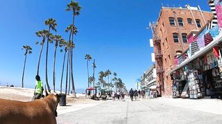 Cash 2.0 Great Dane meeting new people on the Venice Beach Boardwalk 37