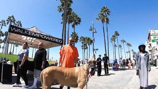 Cash 2.0 Great Dane meeting new people on the Venice Beach Boardwalk 37