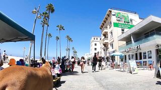 Cash 2.0 Great Dane meeting new people on the Venice Beach Boardwalk 37