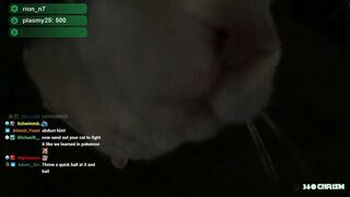 Cat boops camera during live stream