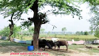 Real Life India village Travel Village Life India Travelling India up Uttar Pradesh