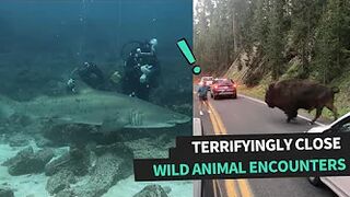 Terrifyingly Close Wild Animal Encounters | Compilation