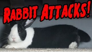 RABBIT ATTACK COMPILATION