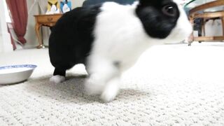 RABBIT ATTACK COMPILATION