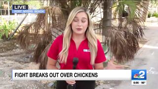 2 arrested after brawl erupts on Fort Myers Beach over roaming chickens