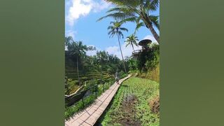 Walking the rice terraces, Alas Harum, Cretya Ubud ,Bali. #travel #bali #riceterraces #cretyaubud