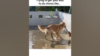 Funny Golden Retriever Tries to Mop Up Mess!