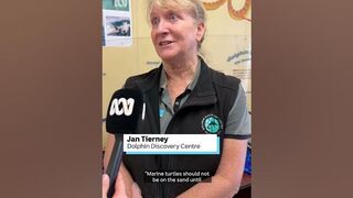 If you find a turtle washed up on the beach, it might need rehab ???????? | ABC Australia