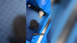 If you find a turtle washed up on the beach, it might need rehab ???????? | ABC Australia