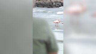 Flamingos make stop at Wisconsin beach, stun onlookers