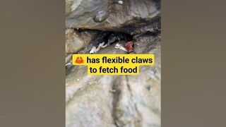 the crab has flexible claws to fetch food in the rock seam #daily #life #beach #sea