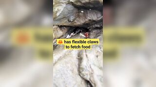 the crab has flexible claws to fetch food in the rock seam #daily #life #beach #sea