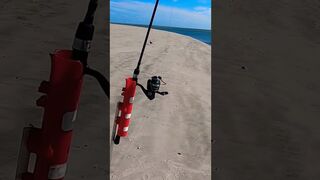 Small Rod HOOKED UP! #fishing #saltwaterfishing #surffishing #beach #viral #shorts #subscribe