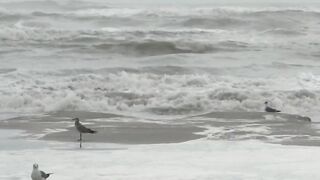 Over 75 pounds of cocaine wash up on Texas beach