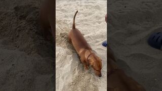 beach days ☀️ #dachshund #cute #shorts #fyp #dog #funny #doggieshorts #trending #beautiful #beach