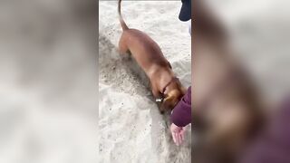 beach days ☀️ #dachshund #cute #shorts #fyp #dog #funny #doggieshorts #trending #beautiful #beach