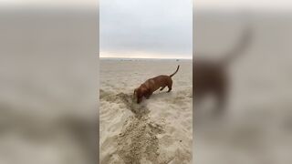 beach days ☀️ #dachshund #cute #shorts #fyp #dog #funny #doggieshorts #trending #beautiful #beach