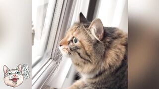 ekekekkekkek compilation - BEST Cat Chirping Chattering of September 2023