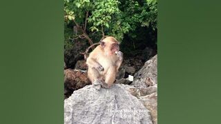 Thailand, The Monkey Beach, Krabi #thailand #monkeys #Beach