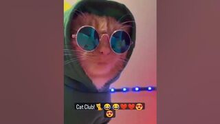 #????Sunday Courtesy of @catto_lovers on @instagram #catclub #catvideos