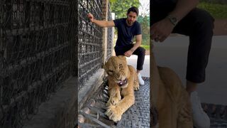 ANGRY LION COMPILATION! ???????? #lion #lions #lioness #viral #shorts