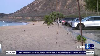 Green Sea Turtles have adopted Sandy Beach for nesting in wake of sea level rise