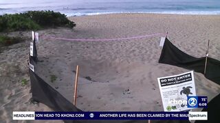 Green Sea Turtles have adopted Sandy Beach for nesting in wake of sea level rise