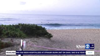 Green Sea Turtles have adopted Sandy Beach for nesting in wake of sea level rise