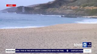 Green Sea Turtles have adopted Sandy Beach for nesting in wake of sea level rise