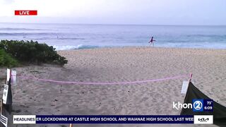 Green Sea Turtles have adopted Sandy Beach for nesting in wake of sea level rise