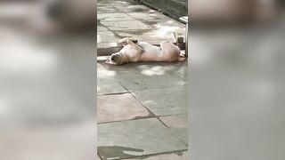 Yoga exercises by doggie