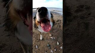 Maxy the DOG at the Beach! #dog #dogbreeds #beachdog #dogtypes #doggie #fundog #fun #beach #shorts